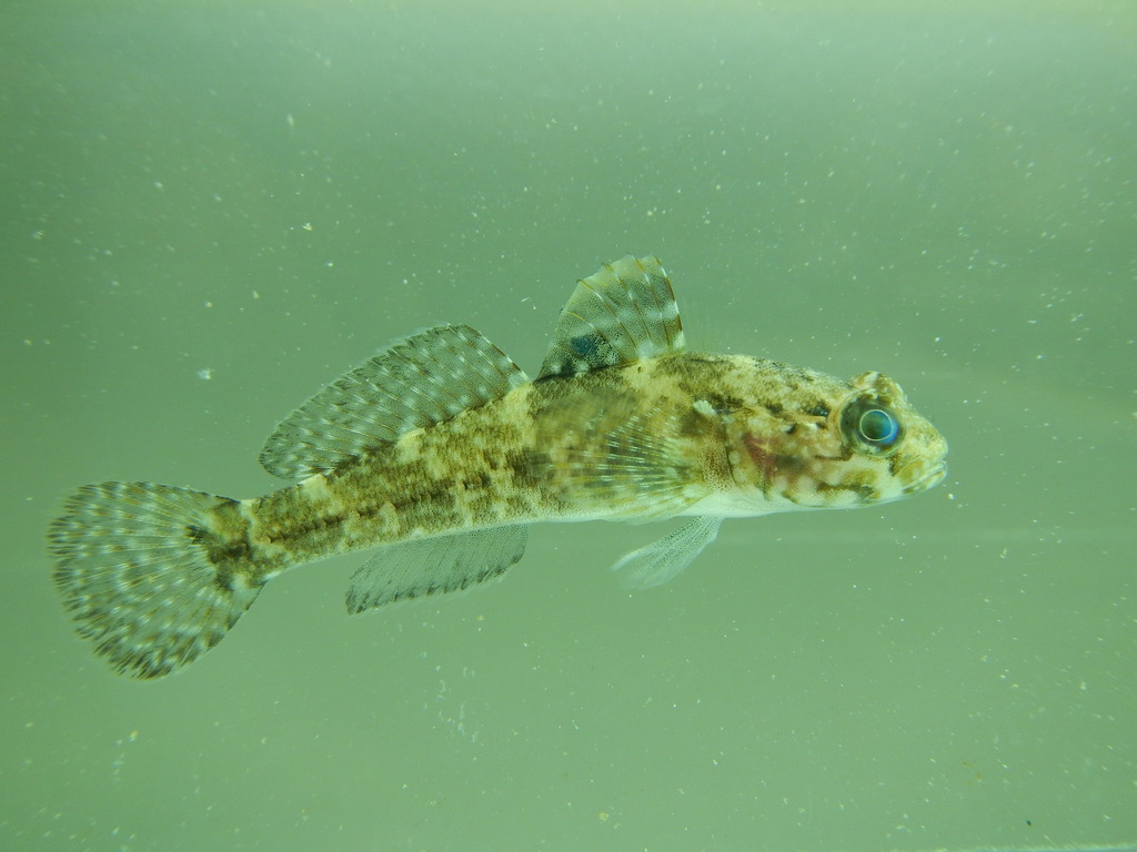 Rock Goby