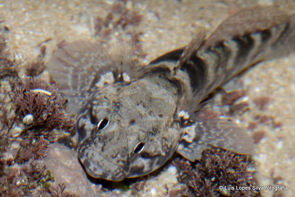 Rock Goby