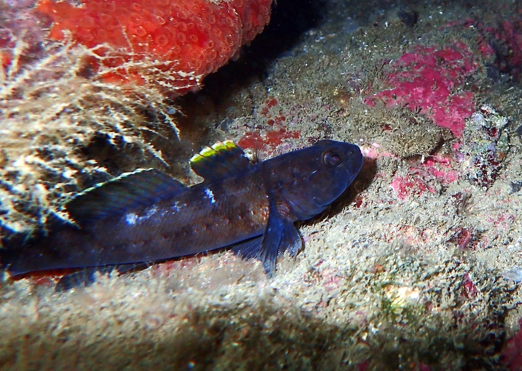 Rock Goby