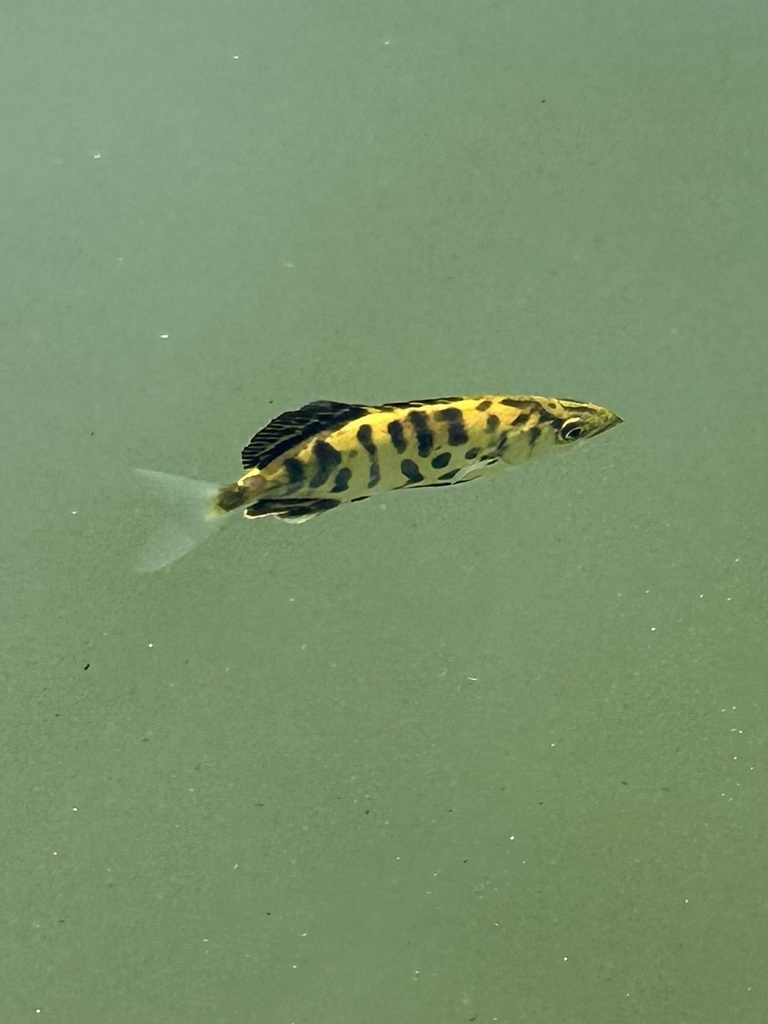 Leerfish
