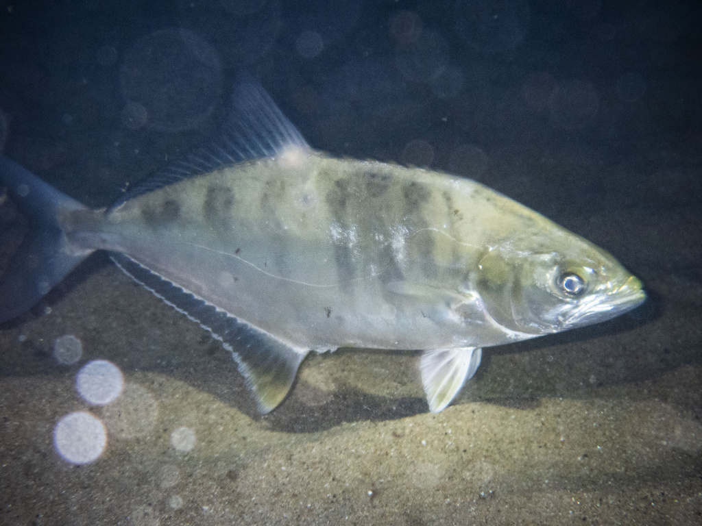 Leerfish