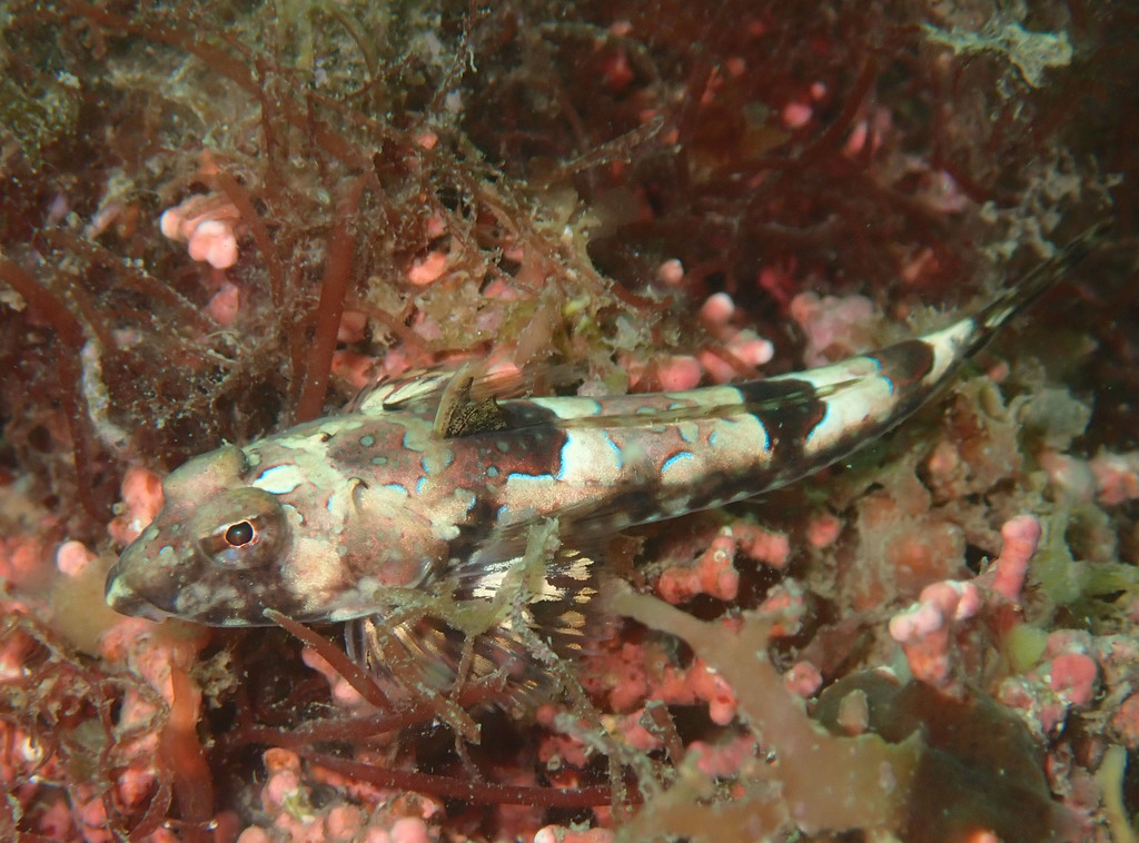 Common Dragonet