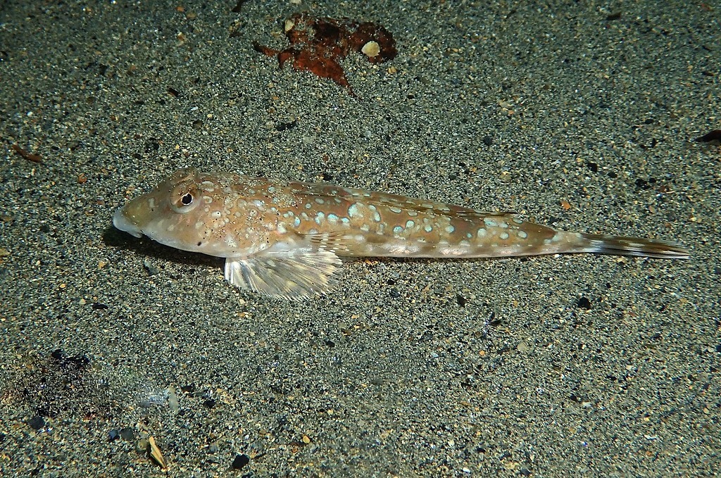 Common Dragonet