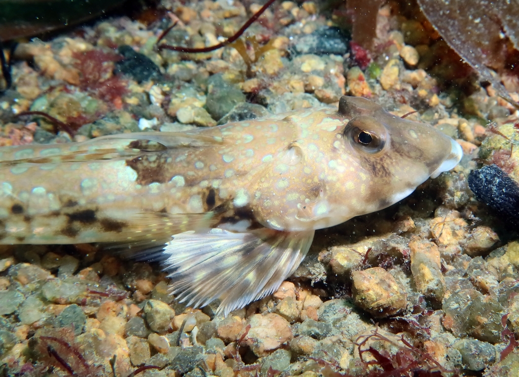 Common Dragonet
