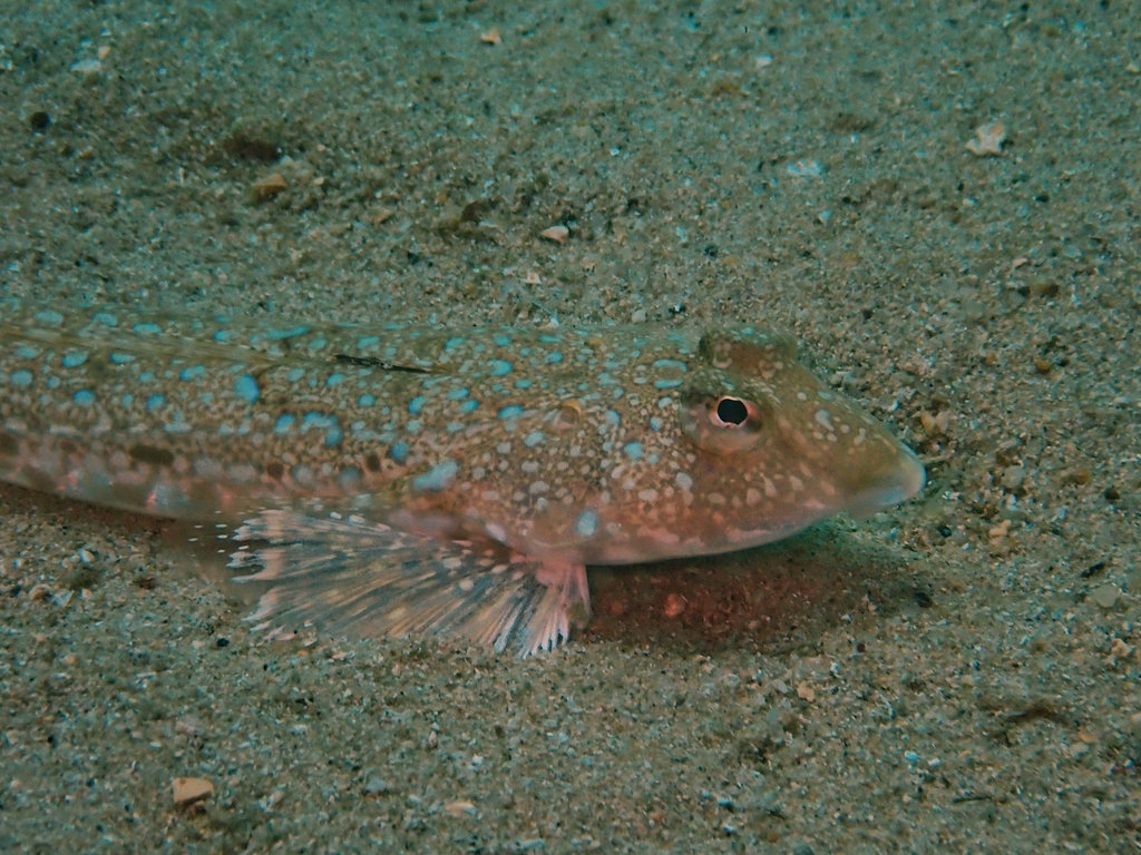 Common Dragonet