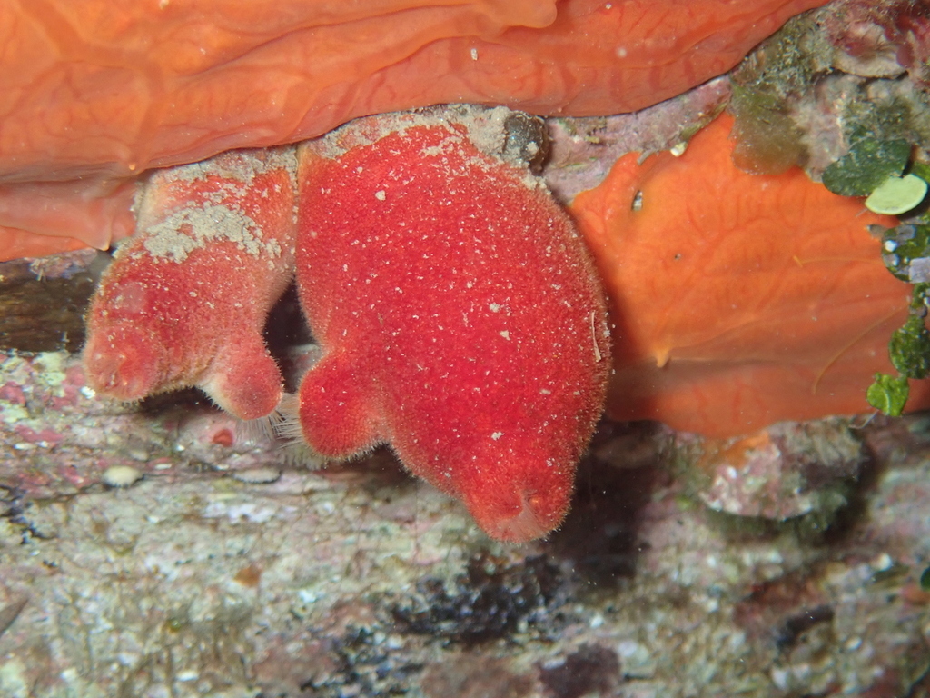Red Sea Squirt