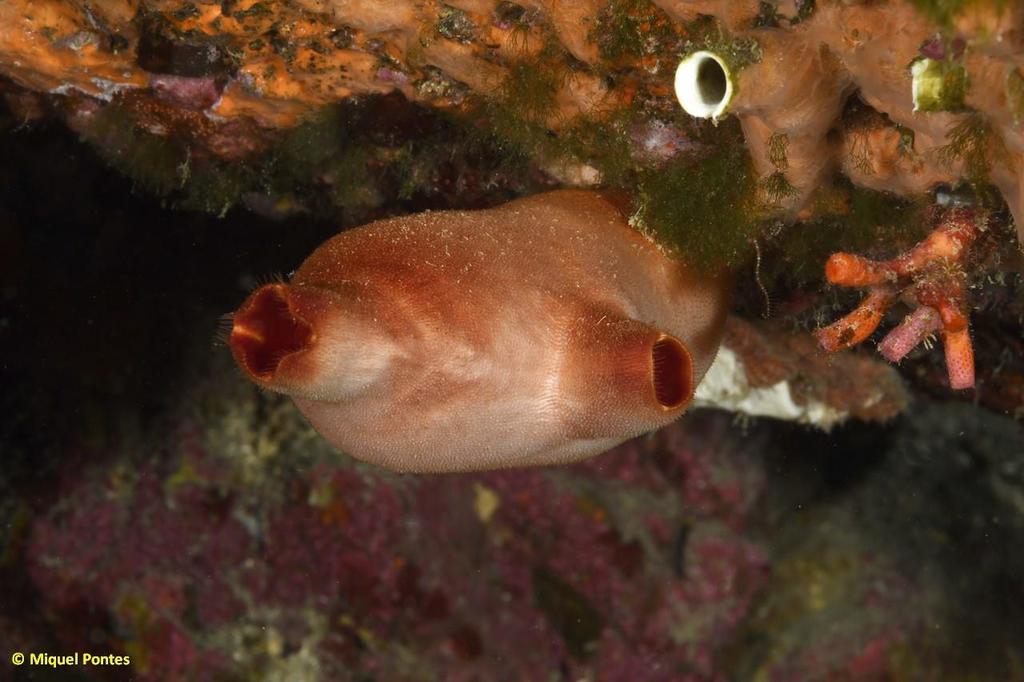 Red Sea Squirt