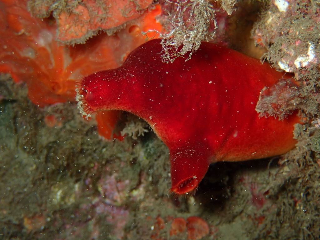 Red Sea Squirt