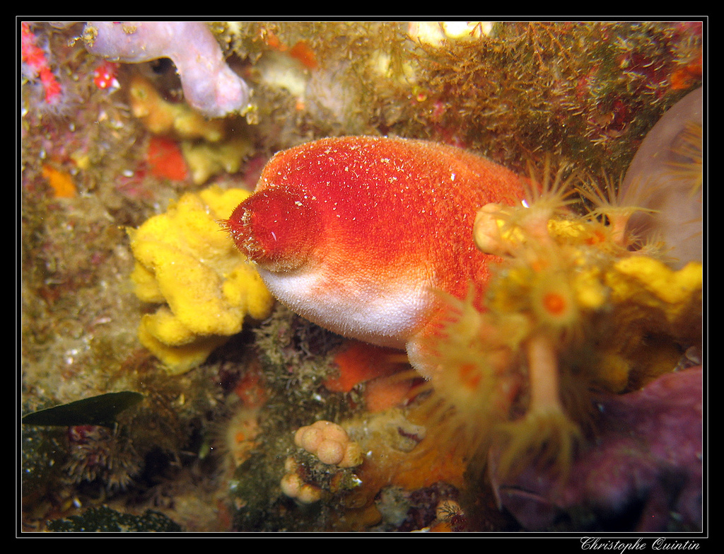 Red Sea Squirt