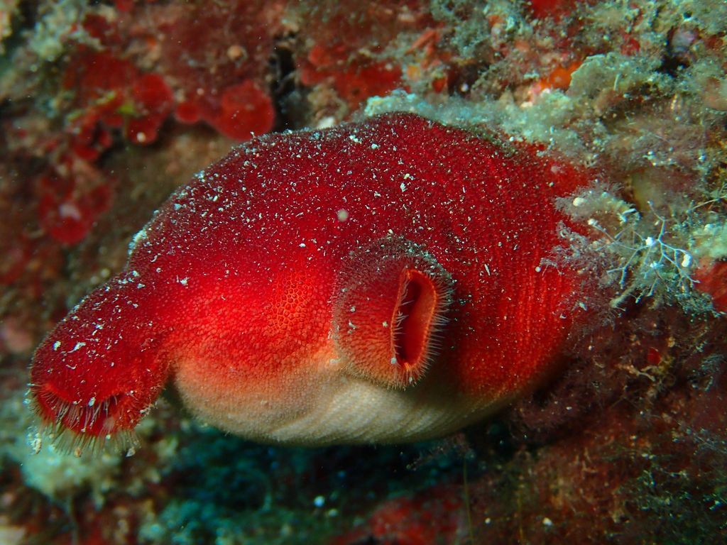 Red Sea Squirt