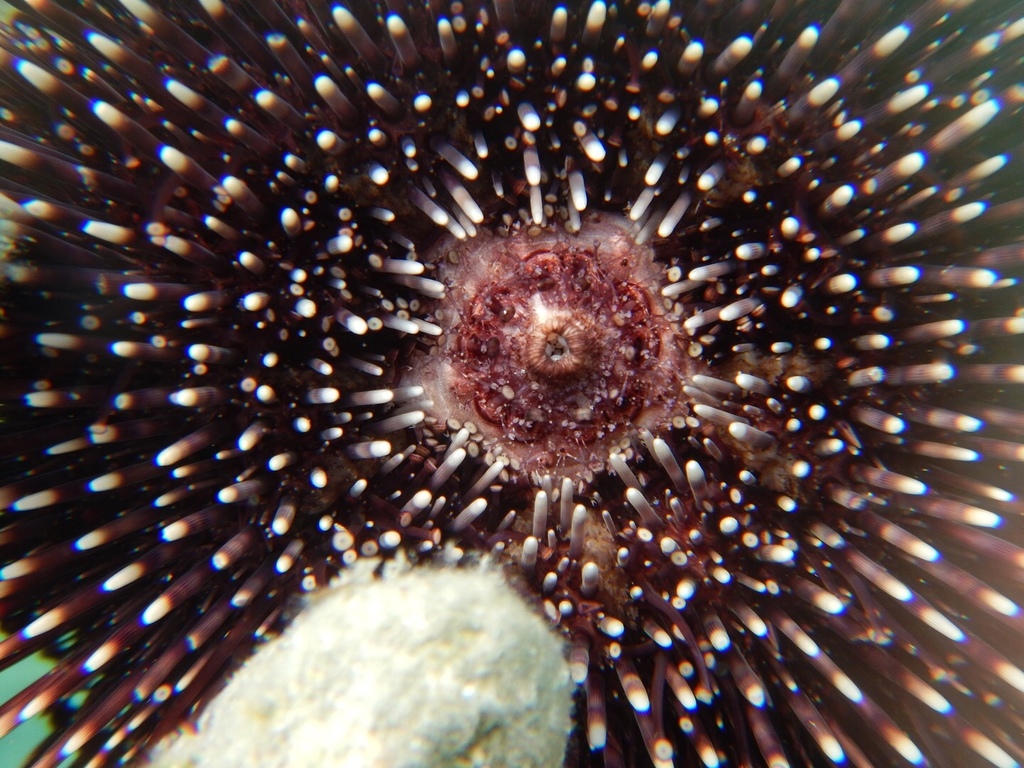 Violet Sea Urchin