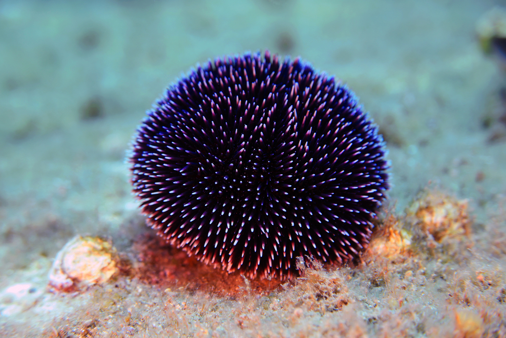Violet Sea Urchin