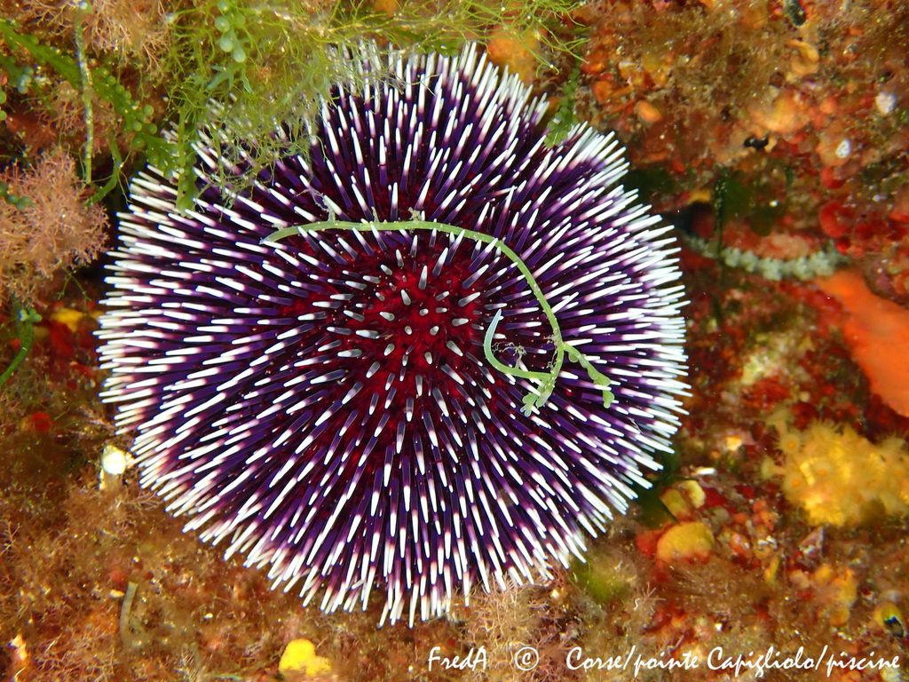 Violet Sea Urchin