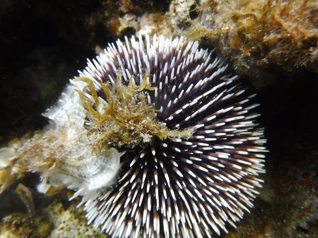 Violet Sea Urchin