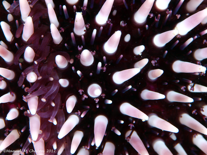 Violet Sea Urchin