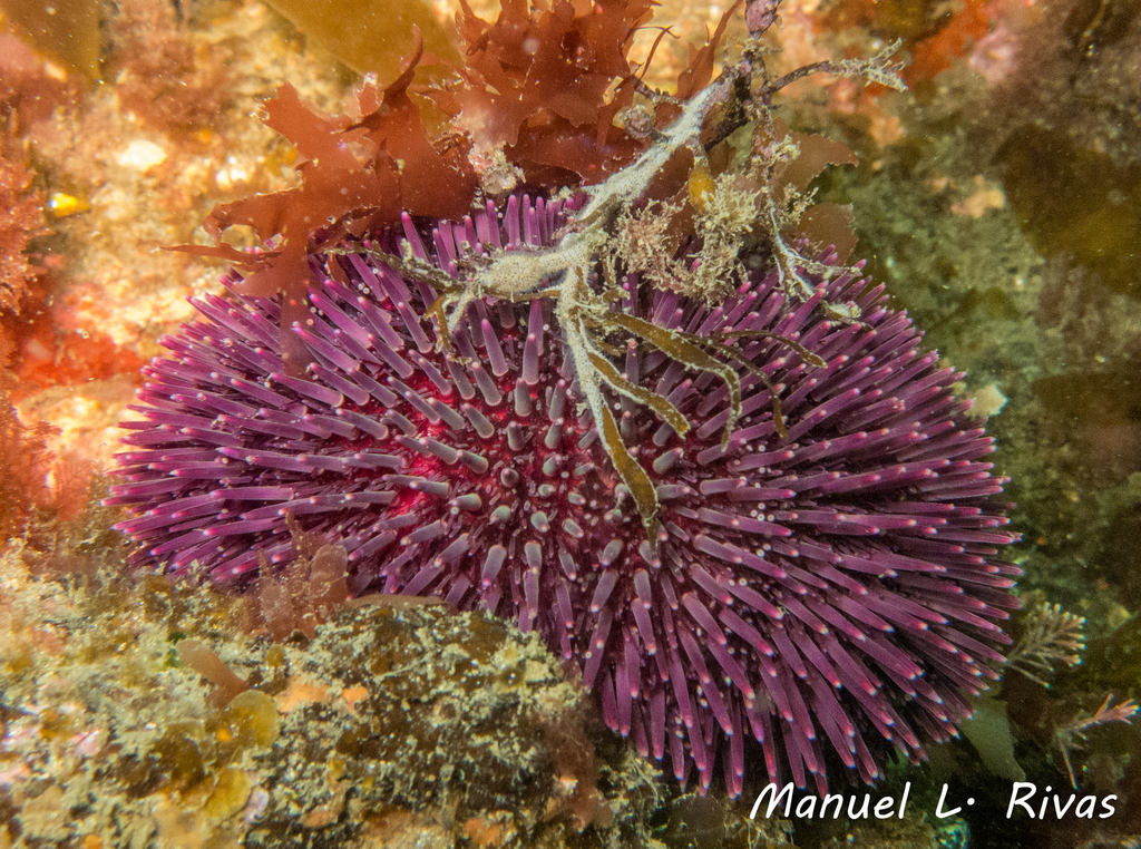 Violet Sea Urchin