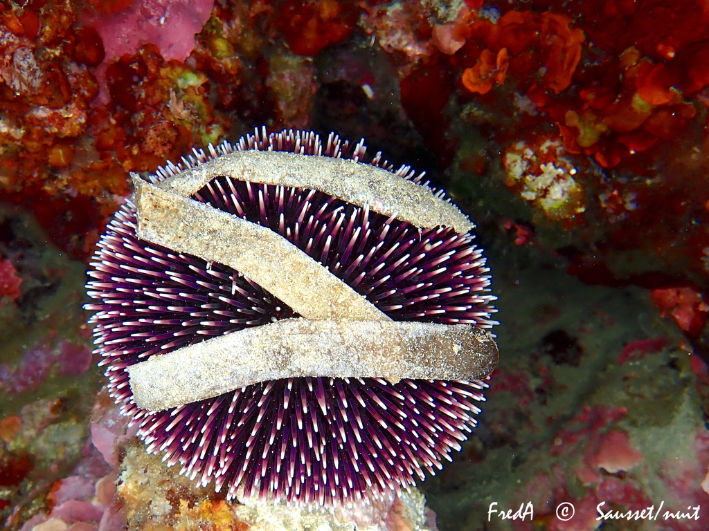 Violet Sea Urchin