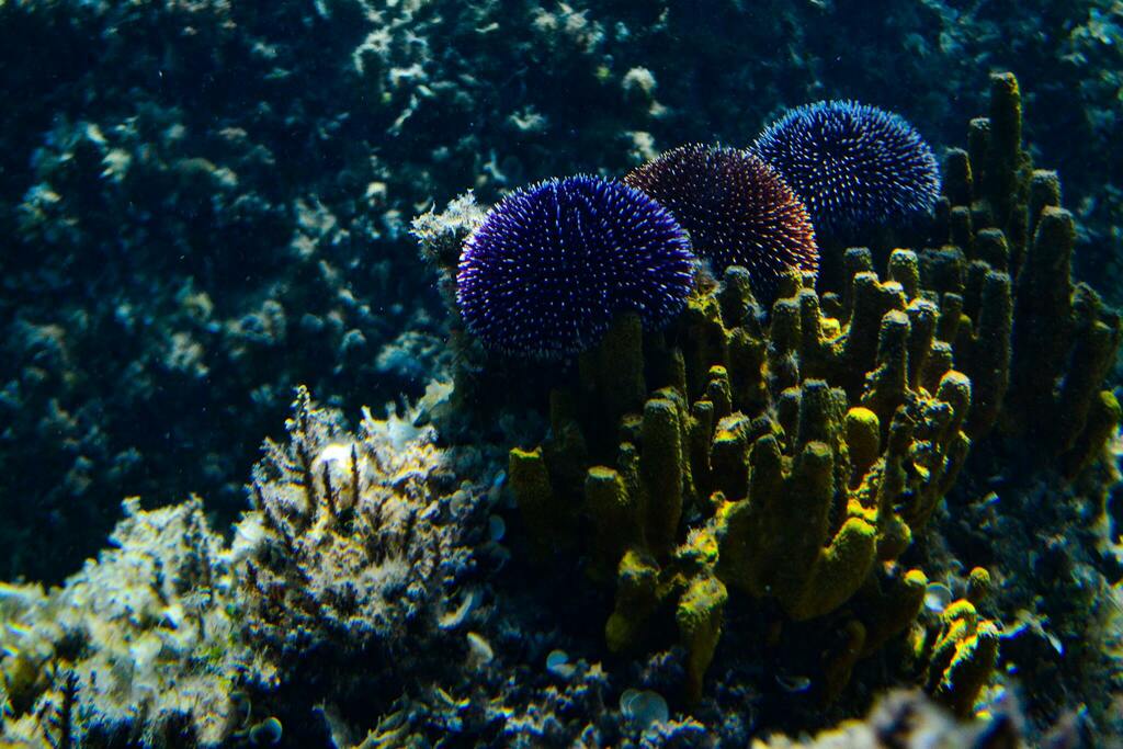 Violet Sea Urchin