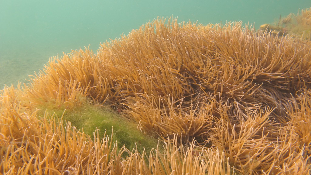 Snakelocks Anemone