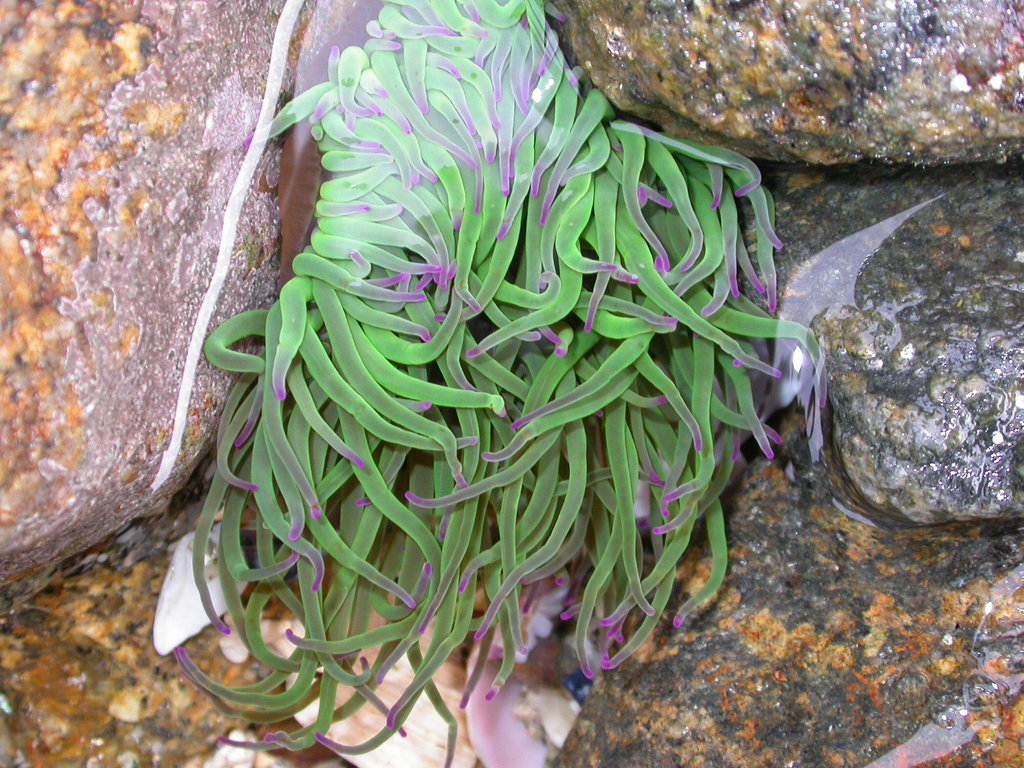 Snakelocks Anemone