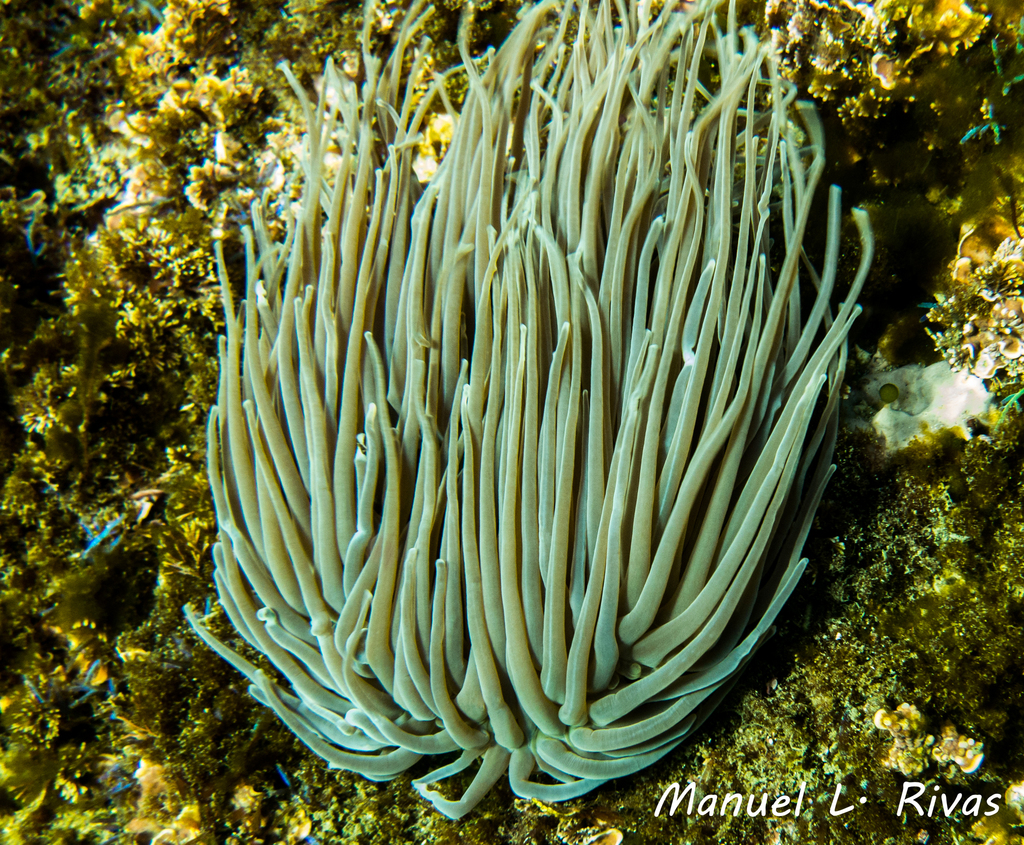 Snakelocks Anemone