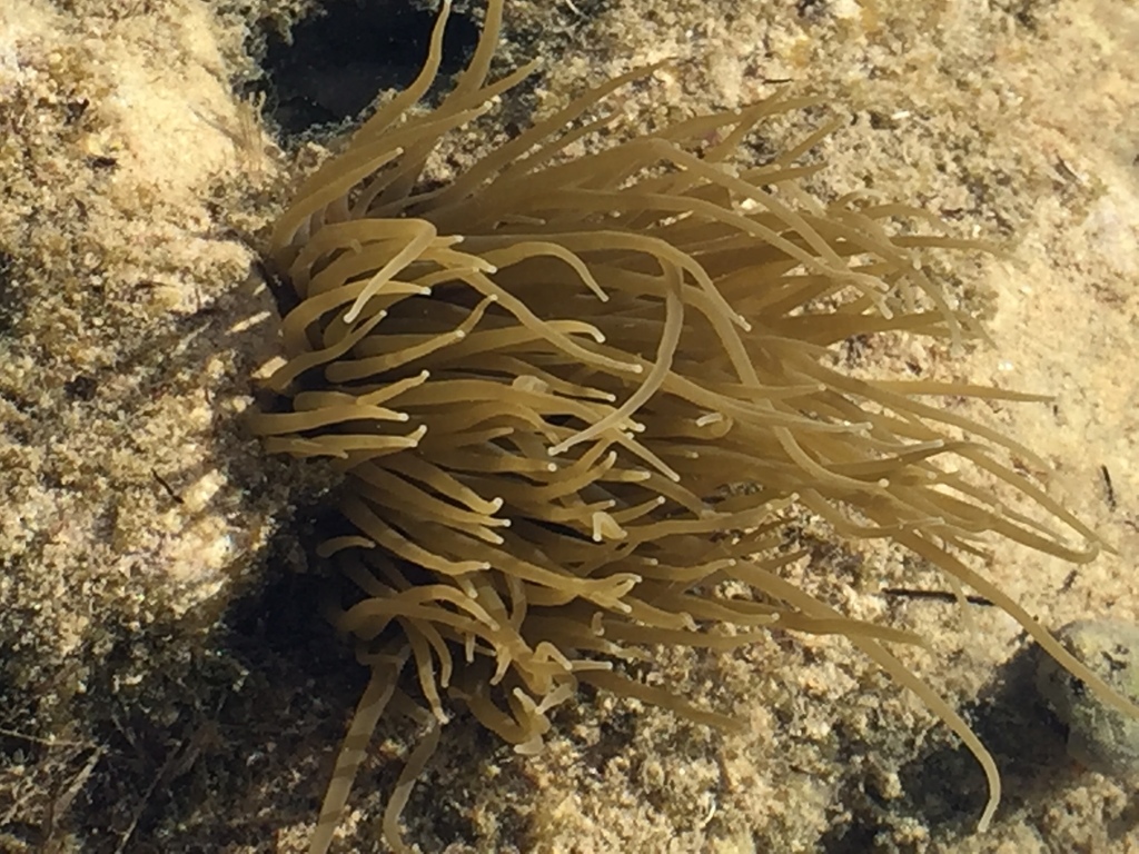 Snakelocks Anemone