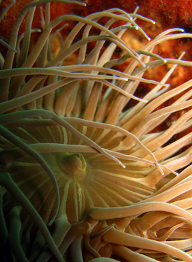 Snakelocks Anemone