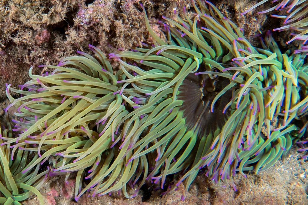 Snakelocks Anemone