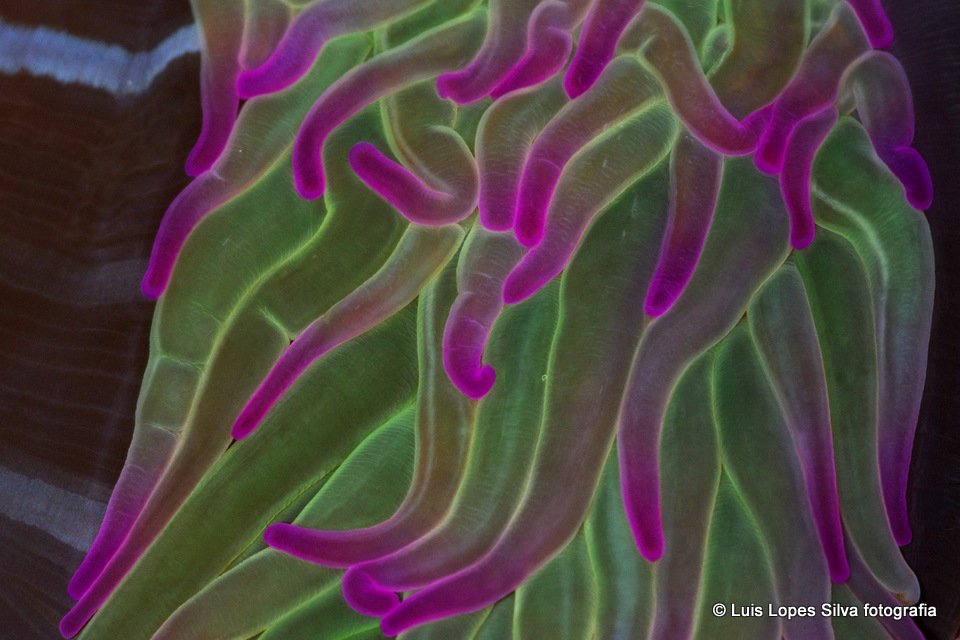 Snakelocks Anemone