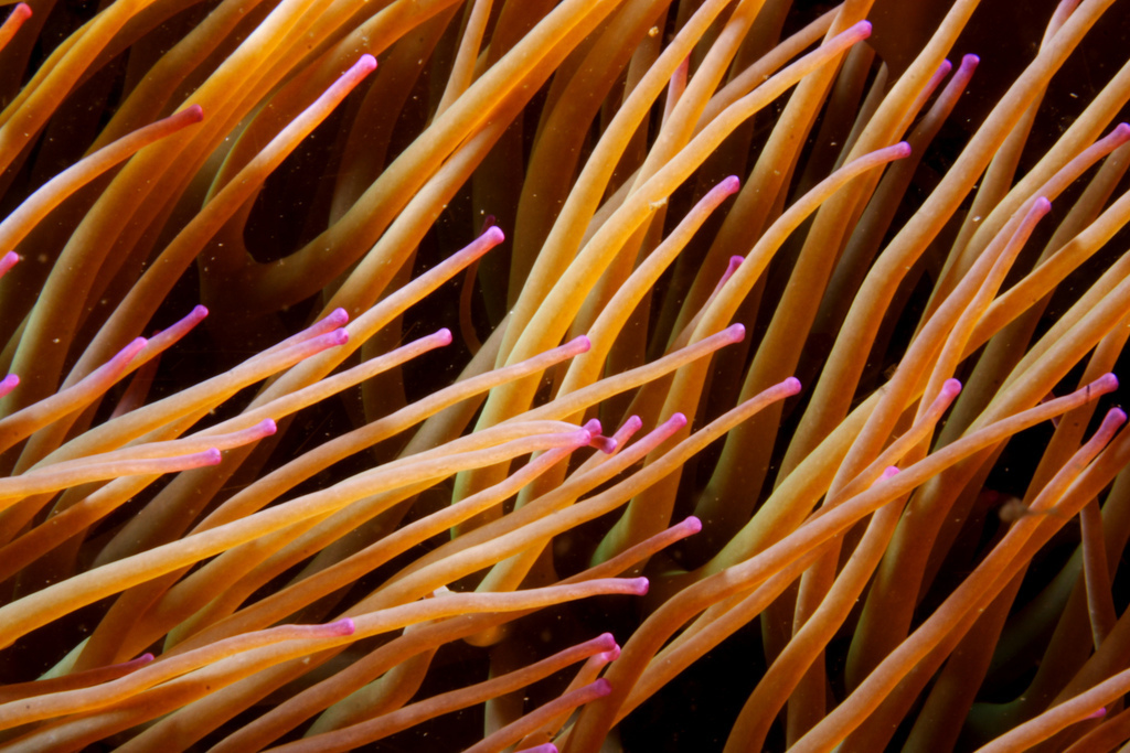Snakelocks Anemone