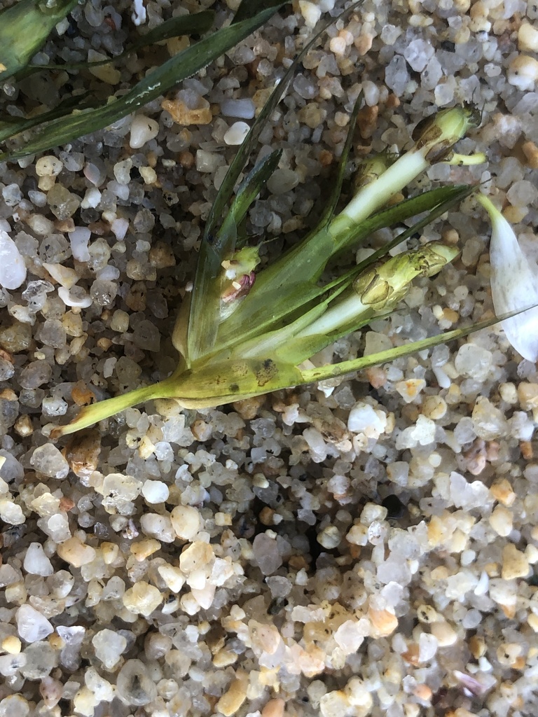 Neptune Grass