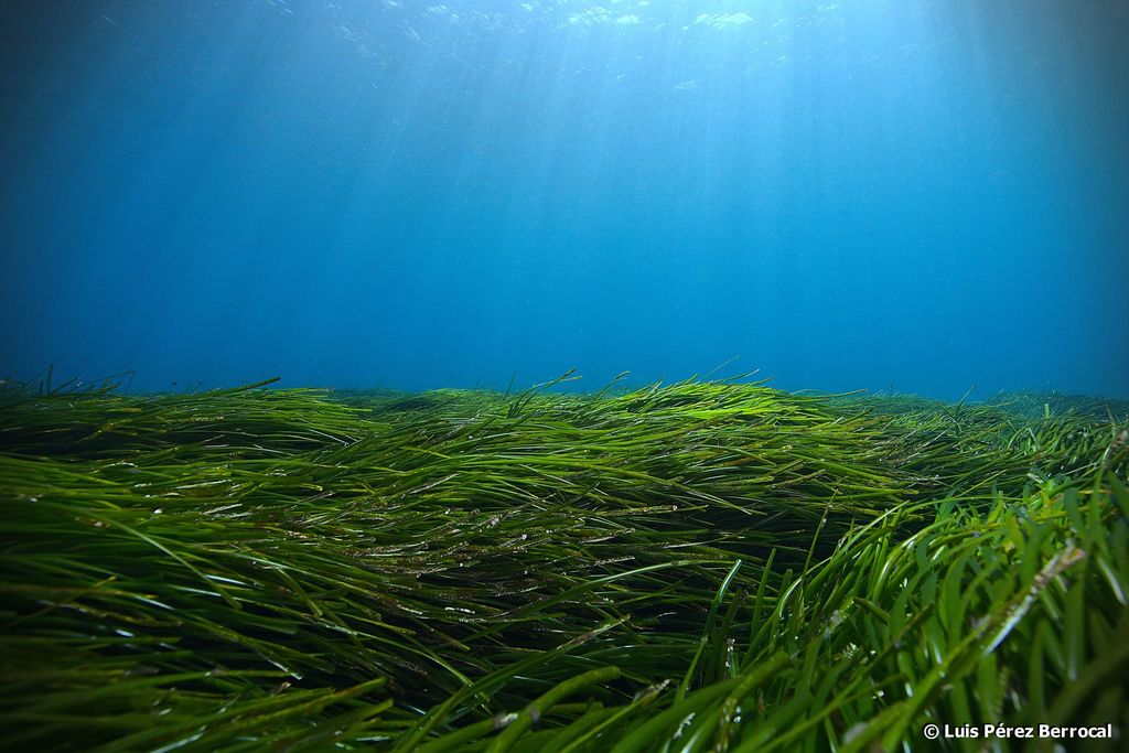 Neptune Grass