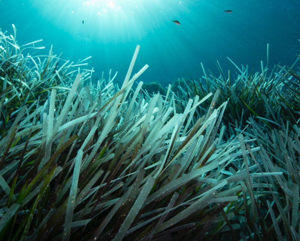 Neptune Grass