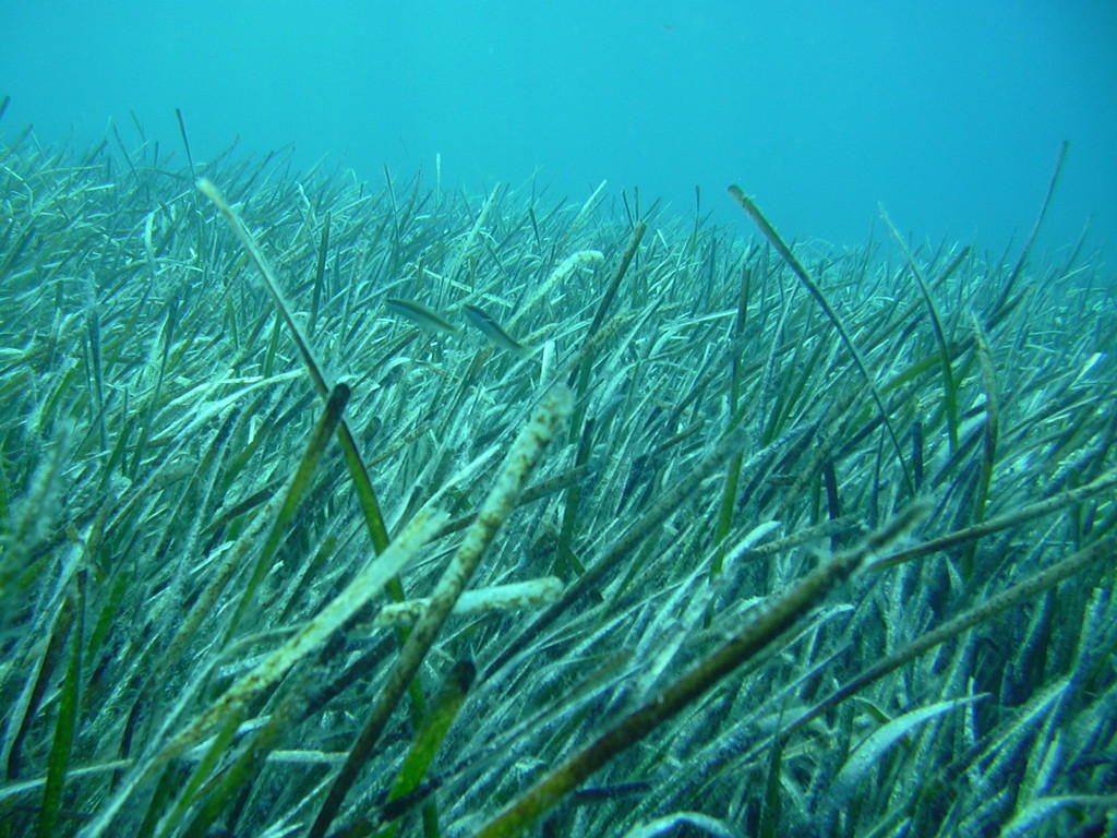 Neptune Grass