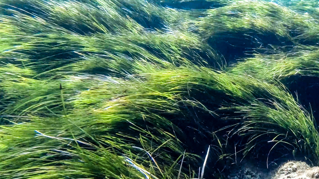 Neptune Grass