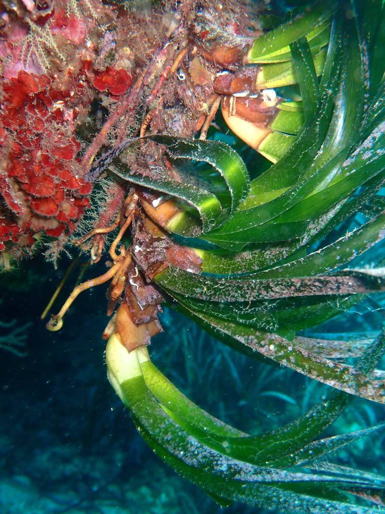 Neptune Grass