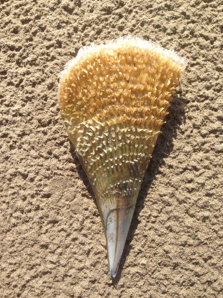 Noble Pen Shell