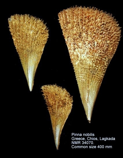 Noble Pen Shell