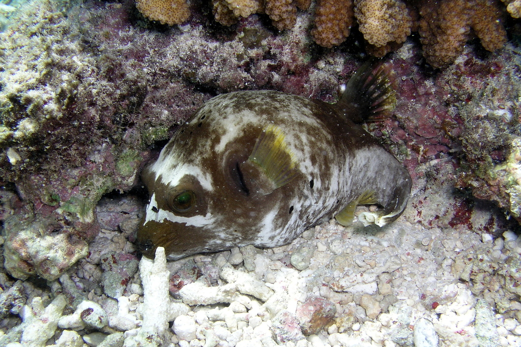 Blackspotted Puffer