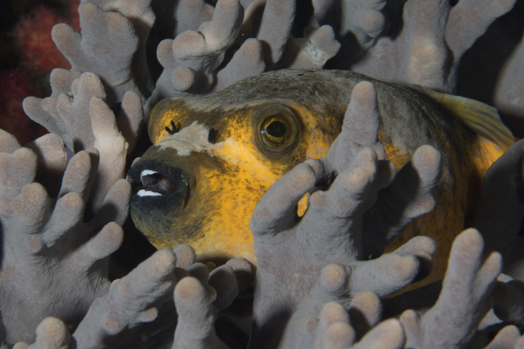 Blackspotted Puffer