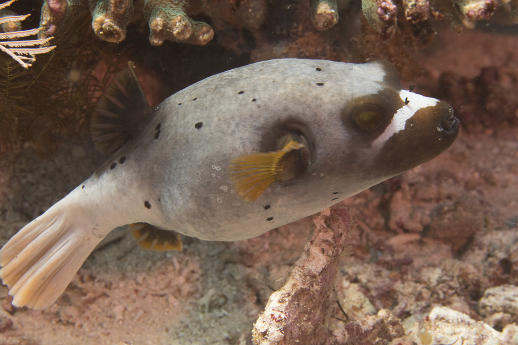 Blackspotted Puffer