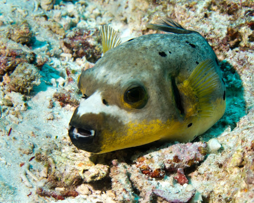 Blackspotted Puffer