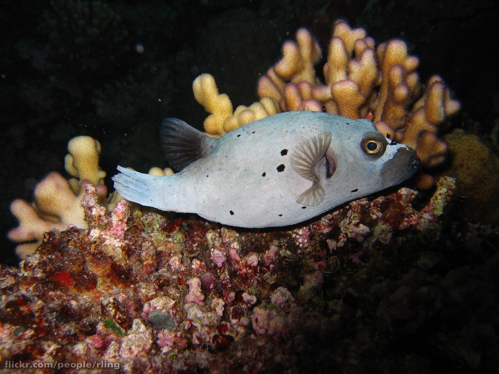 Blackspotted Puffer
