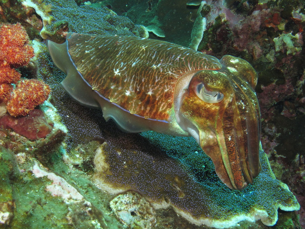 Pharaoh Cuttlefish