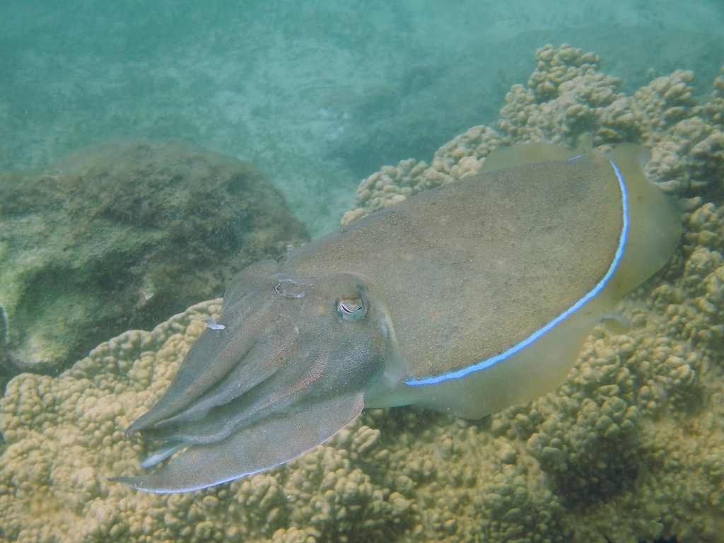 Pharaoh Cuttlefish