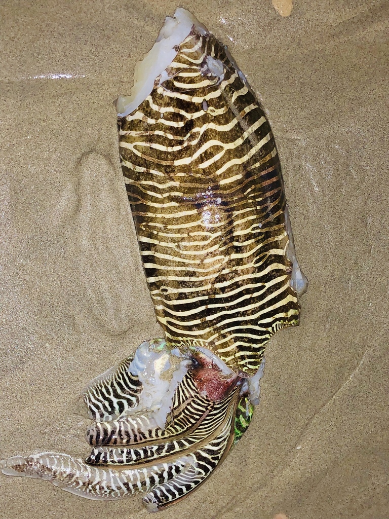 Pharaoh Cuttlefish