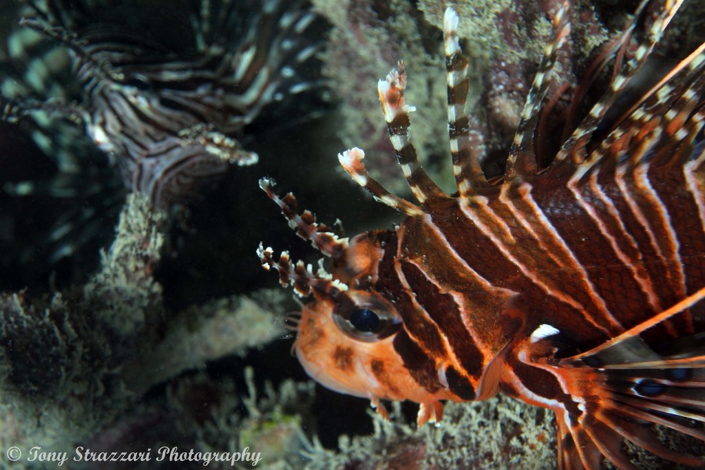 Spotfin Lionfish