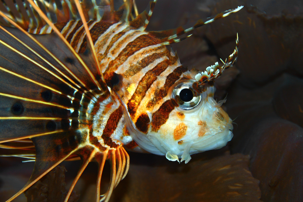 Spotfin Lionfish