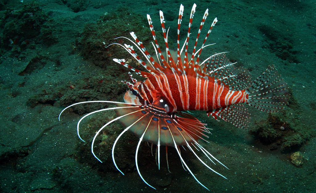 Spotfin Lionfish