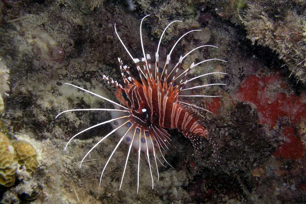 Spotfin Lionfish